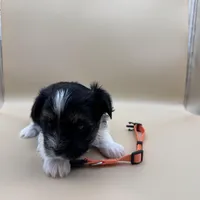 Ginger, a female Yorkshire Terrier and Biewer for sale in Sacramento, CA – Photo 4 of 6