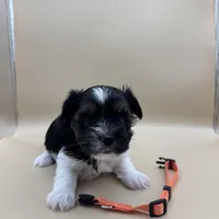 Ginger, a female Yorkshire Terrier and Biewer for sale in Sacramento, CA – Photo 5 of 6