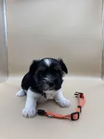 Ginger, a female Yorkshire Terrier and Biewer for sale in Sacramento, CA – Photo 3 of 4