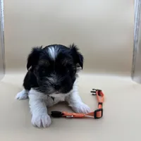 Ginger, a female Yorkshire Terrier and Biewer for sale in Sacramento, CA – Photo 3 of 6