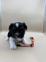 Ginger, a female Yorkshire Terrier and Biewer for sale in Sacramento, CA – Photo 1 of 4