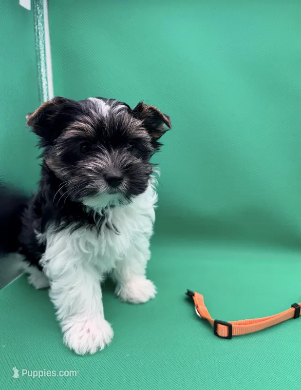 Ginger – Yorkshire Terrier, Biewer puppy for sale in Sacramento, CA