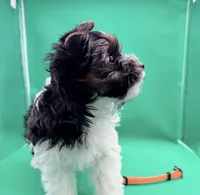 Ginger, a female Yorkshire Terrier and Biewer for sale in Sacramento, CA – Photo 2 of 6