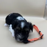 Ginger, a female Yorkshire Terrier and Biewer for sale in Sacramento, CA – Photo 6 of 6