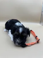 Ginger, a female Yorkshire Terrier and Biewer for sale in Sacramento, CA – Photo 4 of 4