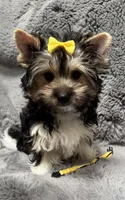 Sandy (AKC Biewer) , a female Yorkshire Terrier and Biewer for sale in Sacramento, CA – Photo 1 of 5