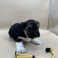 Sandy, a female Yorkshire Terrier and Biewer for sale in Sacramento, CA – Photo 4 of 4