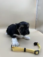 Sandy, a female Yorkshire Terrier and Biewer for sale in Sacramento, CA – Photo 2 of 2