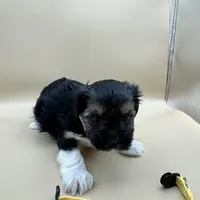 Sandy, a female Yorkshire Terrier and Biewer for sale in Sacramento, CA – Photo 3 of 4