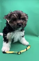 Sandy, a female Yorkshire Terrier and Biewer for sale in Sacramento, CA – Photo 1 of 4