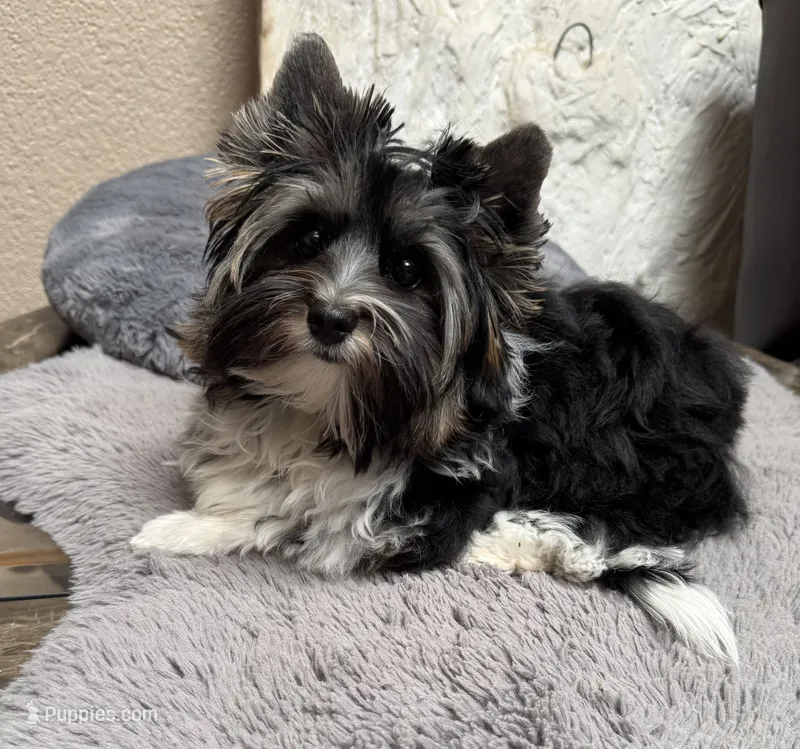 Lucky (Biewer AKC) – Yorkshire Terrier puppy for sale in Sacramento, CA
