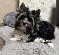 Lucky (Biewer AKC), a male Yorkshire Terrier for sale in Sacramento, CA – 1 of 2