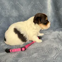 Pink, a female Yorkshire Terrier for sale in Sacramento, CA – Photo 2 of 2