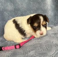 Pink, a female Yorkshire Terrier for sale in Sacramento, CA – Photo 1 of 2