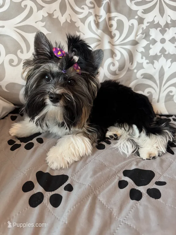 Chico (Biewer AKC) – Yorkshire Terrier puppy for sale in Sacramento, CA