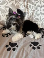 Chico (Biewer AKC), a male Yorkshire Terrier for sale in Sacramento, CA – 1 of 4