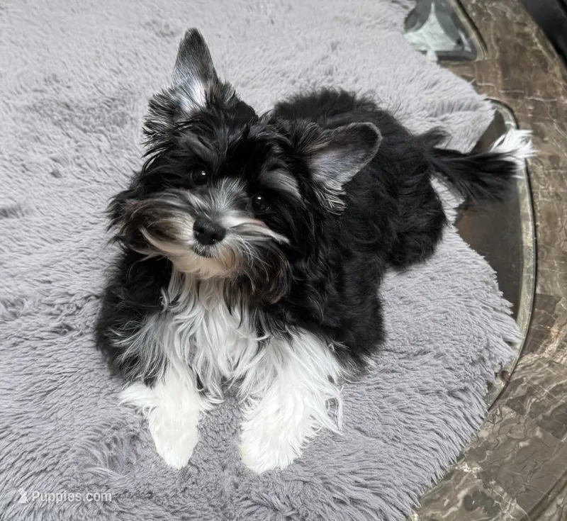 Chico (AKC Biewer) – Yorkshire Terrier puppy for sale in Sacramento, CA