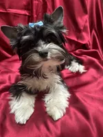 Lucky (AKC Biewer), a male Yorkshire Terrier for sale in Sacramento, CA – 2 of 6