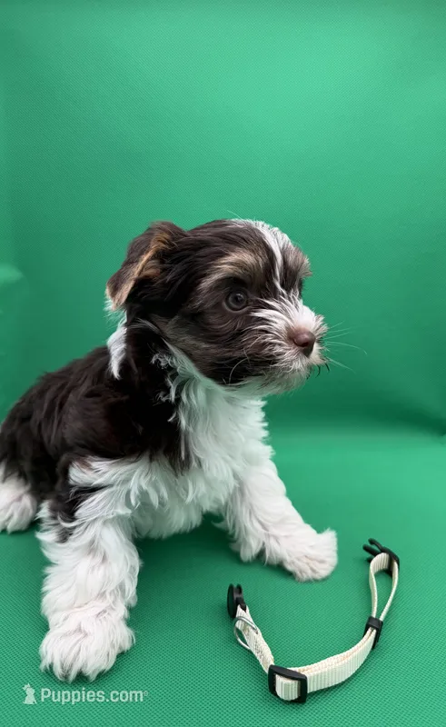 Cream – Yorkshire Terrier, Biewer puppy for sale in Sacramento, CA