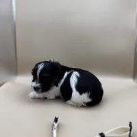 Taco, a male Yorkshire Terrier and Biewer for sale in Sacramento, CA – Photo 3 of 6