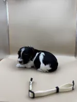 Cream, a male Yorkshire Terrier and Biewer for sale in Sacramento, CA – Photo 1 of 4