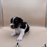 Taco, a male Yorkshire Terrier and Biewer for sale in Sacramento, CA – Photo 5 of 6