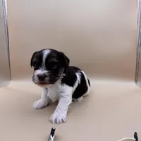 Taco, a male Yorkshire Terrier and Biewer for sale in Sacramento, CA – Photo 4 of 6