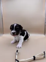 Cream, a male Yorkshire Terrier and Biewer for sale in Sacramento, CA – Photo 2 of 4