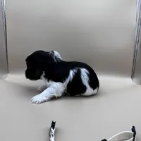 Taco, a male Yorkshire Terrier and Biewer for sale in Sacramento, CA – Photo 6 of 6