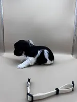 Cream, a male Yorkshire Terrier and Biewer for sale in Sacramento, CA – Photo 4 of 4