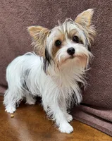Monica, a female Yorkshire Terrier for sale in Sacramento, CA – Photo 1 of 4