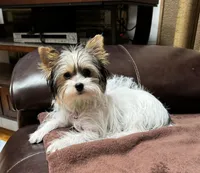 Monica, a female Yorkshire Terrier for sale in Sacramento, CA – Photo 2 of 4