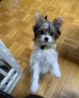 Monica, a female Yorkshire Terrier for sale in Sacramento, CA – Photo 3 of 4