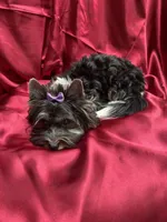 Chico (Biewer AKC), a male Yorkshire Terrier for sale in Sacramento, CA – 2 of 6