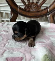 Lilly, a female Yorkshire Terrier for sale in Sacramento, CA – Photo 2 of 2