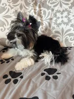 Chico (Biewer AKC), a male Yorkshire Terrier for sale in Sacramento, CA – 2 of 4