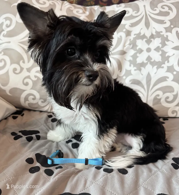 Lucky (AKC Biewer) – Yorkshire Terrier puppy for sale in Sacramento, CA