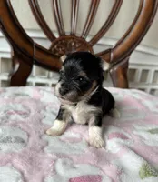 Barnie, a male Yorkshire Terrier for sale in Sacramento, CA – Photo 2 of 2