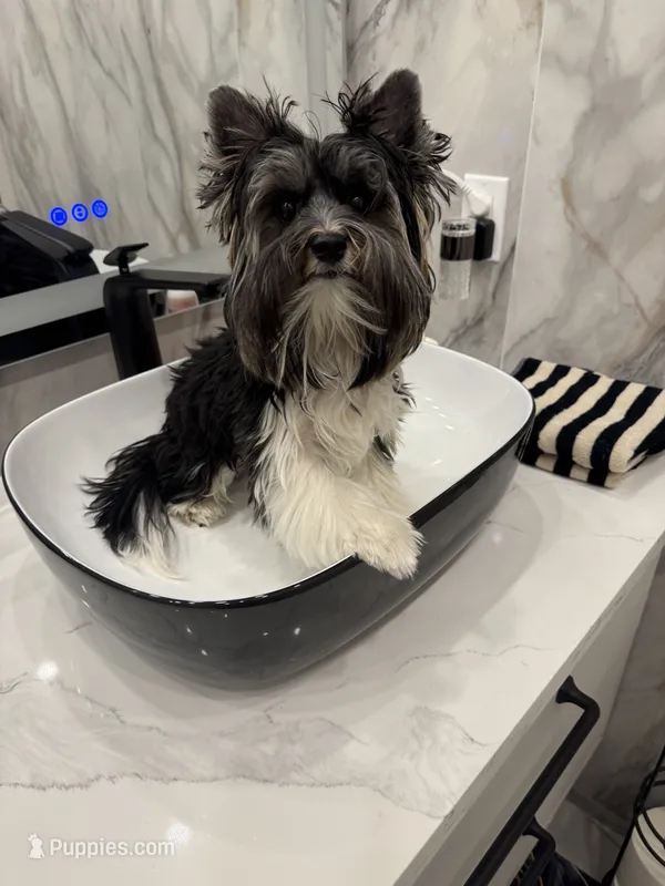 Chico (Biewer AKC) – Yorkshire Terrier, Biewer puppy for sale in Sacramento, CA
