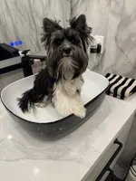 Chico (Biewer AKC), a male Yorkshire Terrier and Biewer for sale in Sacramento, CA – 1 of 4