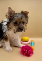 Cleo, a female Yorkshire Terrier for sale in Sacramento, CA – Photo 3 of 10