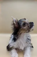 Cleo, a female Yorkshire Terrier for sale in Sacramento, CA – Photo 2 of 10