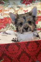 Cleo, a female Yorkshire Terrier for sale in Sacramento, CA – Photo 5 of 10
