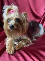 Cleo, a female Yorkshire Terrier for sale in Sacramento, CA – Photo 9 of 10