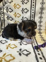 Cleo, a female Yorkshire Terrier for sale in Sacramento, CA – Photo 7 of 10