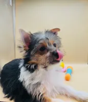 Cleo, a female Yorkshire Terrier for sale in Sacramento, CA – Photo 4 of 10