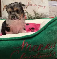 Cleo, a female Yorkshire Terrier for sale in Sacramento, CA – Photo 6 of 10