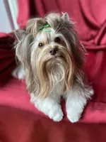 Cleo, a female Yorkshire Terrier for sale in Sacramento, CA – Photo 10 of 10