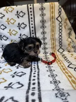 Annie (red), a female Yorkshire Terrier for sale in Sacramento, CA – Photo 3 of 3