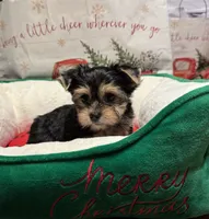 Annie (red), a female Yorkshire Terrier for sale in Sacramento, CA – Photo 1 of 3